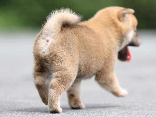 FP5A7808-puupy-shibainu FP5A7808-puupy-shibainu