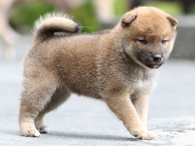 FP5A7831-puupy-shibainu FP5A7831-puupy-shibainu