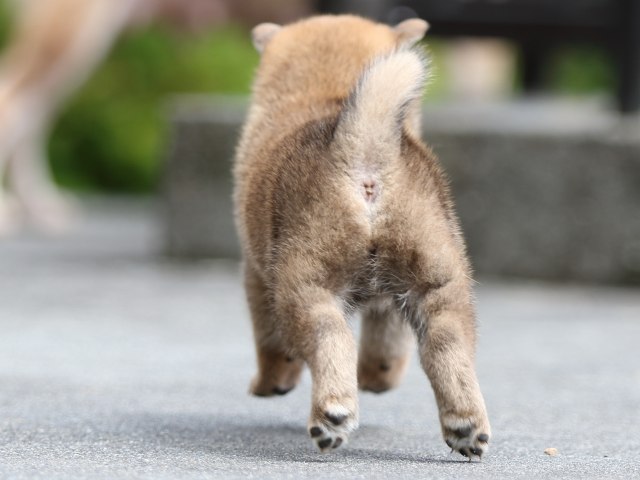 FP5A7837-puupy-shibainu FP5A7837-puupy-shibainu