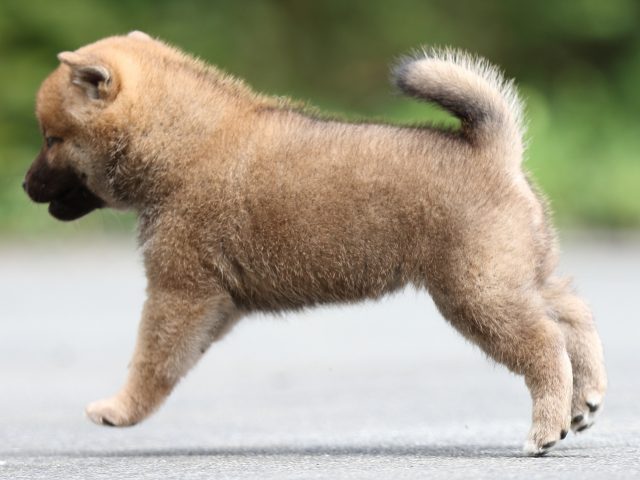 FP5A7841-puupy-shibainu FP5A7841-puupy-shibainu