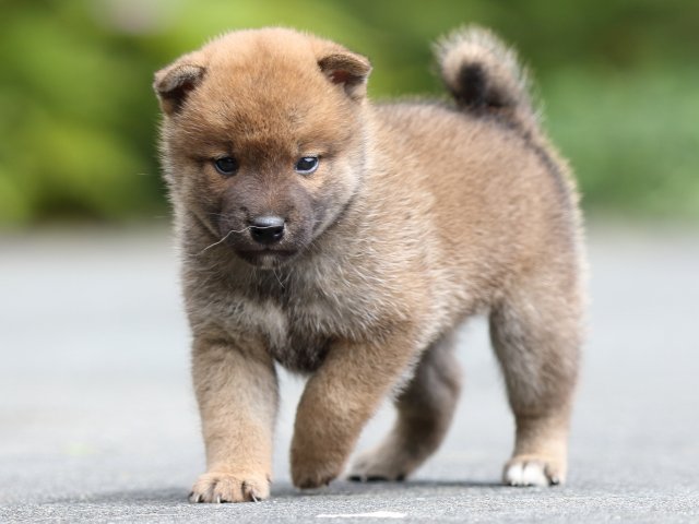 FP5A7846-puupy-shibainu FP5A7846-puupy-shibainu