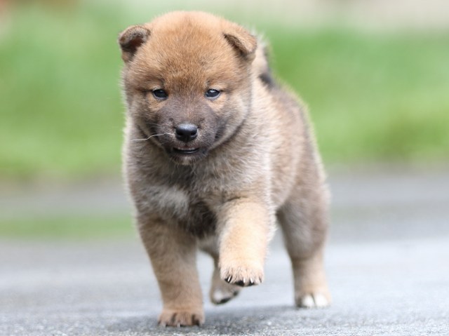 FP5A7864-puupy-shibainu FP5A7864-puupy-shibainu