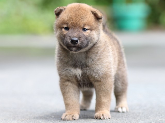 FP5A7922-puupy-shibainu FP5A7922-puupy-shibainu