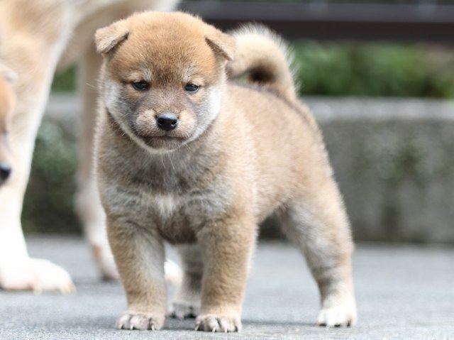 FP5A7953-puupy-shibainu FP5A7953-puupy-shibainu