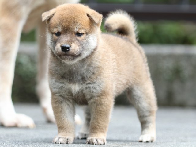 FP5A7957-puupy-shibainu FP5A7957-puupy-shibainu
