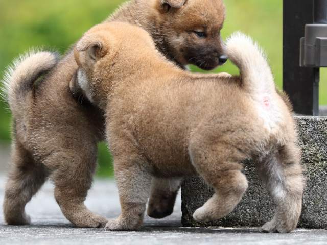 FP5A7969-puupy-shibainu FP5A7969-puupy-shibainu