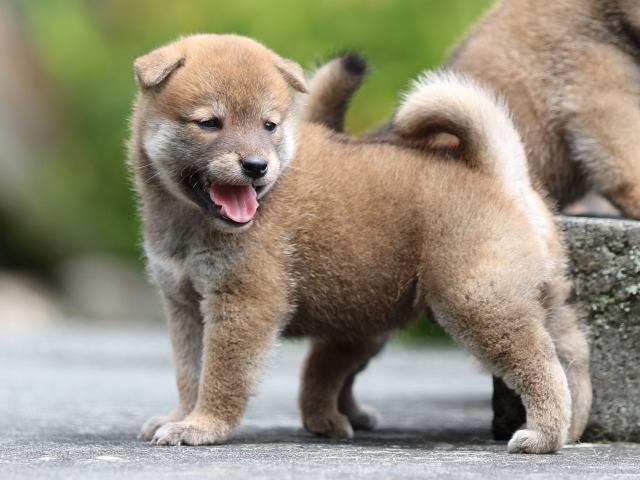 FP5A7973-puupy-shibainu FP5A7973-puupy-shibainu