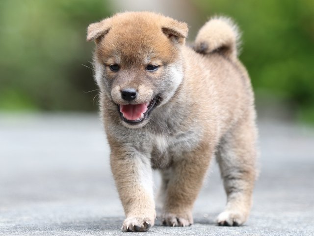 FP5A7987-puupy-shibainu FP5A7987-puupy-shibainu