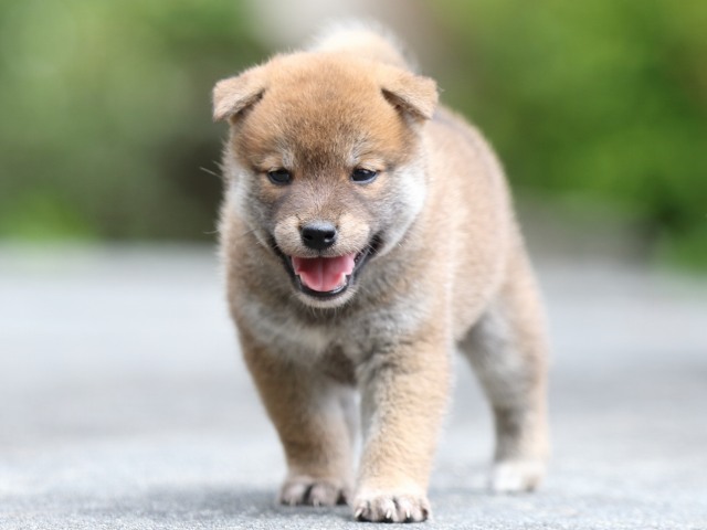 FP5A7989-puupy-shibainu FP5A7989-puupy-shibainu