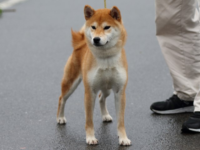FP5A8051-puupy-shibainu FP5A8051-puupy-shibainu