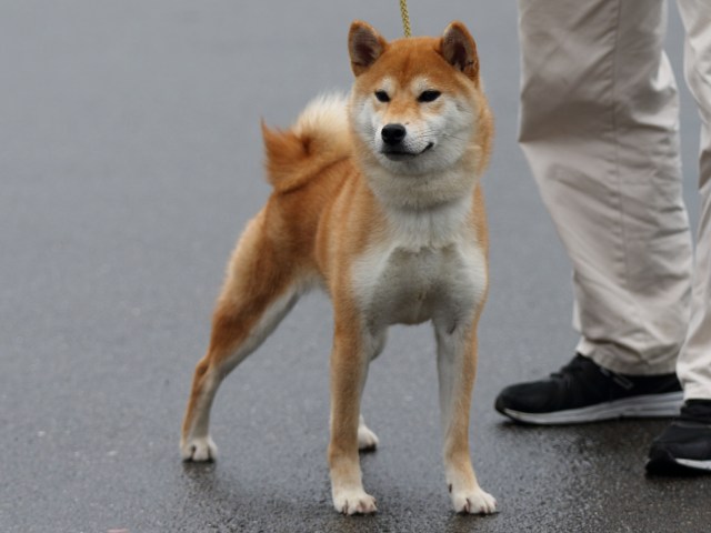 FP5A8063-puupy-shibainu FP5A8063-puupy-shibainu