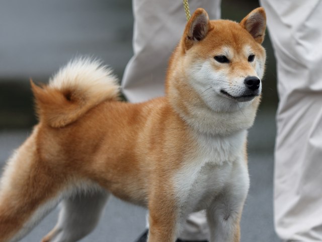 FP5A8097-puupy-shibainu FP5A8097-puupy-shibainu