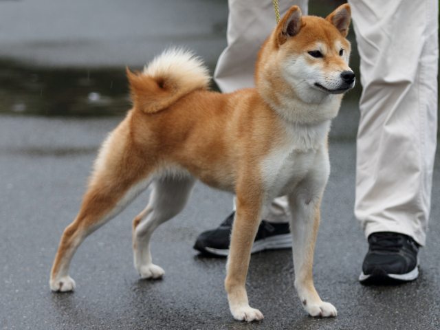 FP5A8102-puupy-shibainu FP5A8102-puupy-shibainu