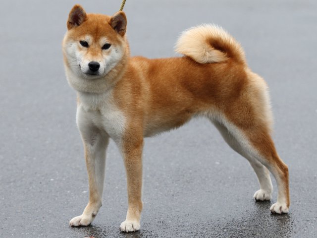 FP5A8110-puupy-shibainu FP5A8110-puupy-shibainu