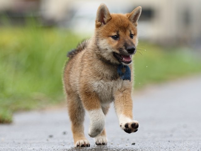 FP5A8194-puupy-shibainu FP5A8194-puupy-shibainu
