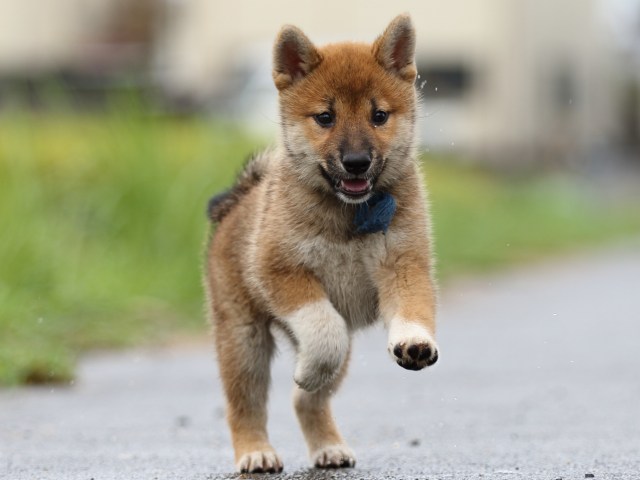 FP5A8197-puupy-shibainu FP5A8197-puupy-shibainu