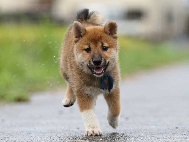 FP5A8199-puupy-shibainu FP5A8199-puupy-shibainu