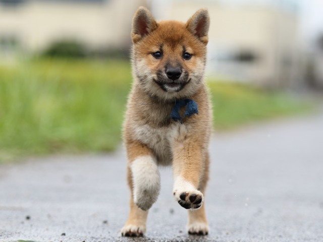 FP5A8206-puupy-shibainu FP5A8206-puupy-shibainu