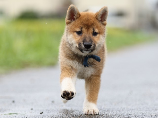 FP5A8207-puupy-shibainu FP5A8207-puupy-shibainu