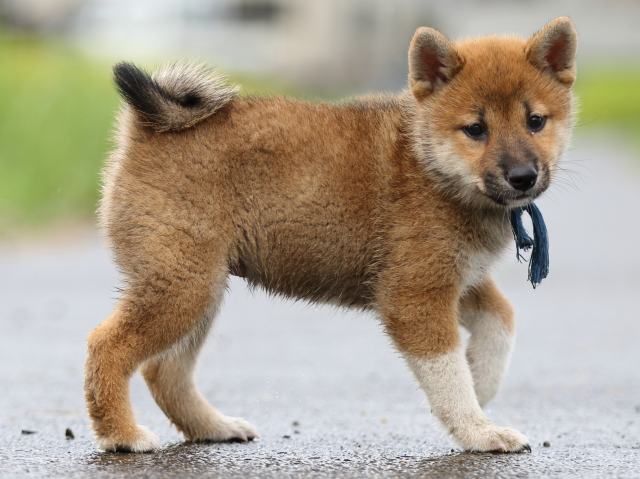 FP5A8219-puupy-shibainu FP5A8219-puupy-shibainu
