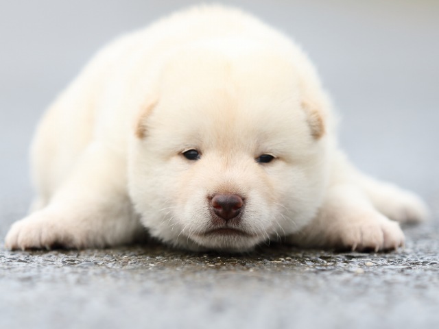 FP5A8292-puupy-shibainu FP5A8292-puupy-shibainu
