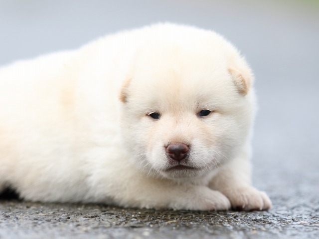 FP5A8313-puupy-shibainu FP5A8313-puupy-shibainu