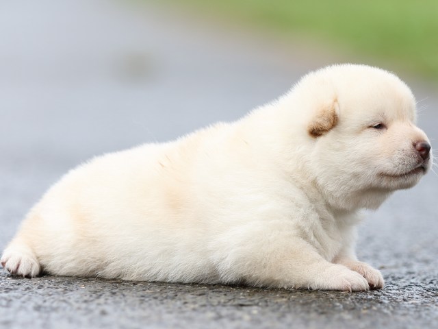 FP5A8320-puupy-shibainu FP5A8320-puupy-shibainu