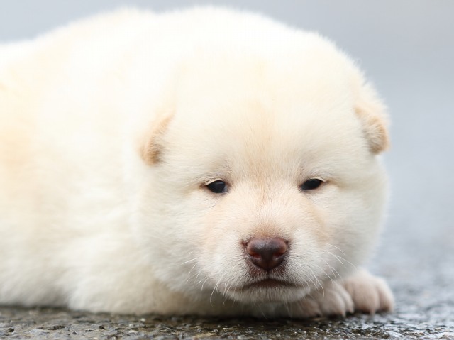FP5A8324-puupy-shibainu FP5A8324-puupy-shibainu