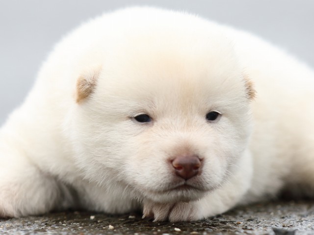 FP5A8358-puupy-shibainu FP5A8358-puupy-shibainu