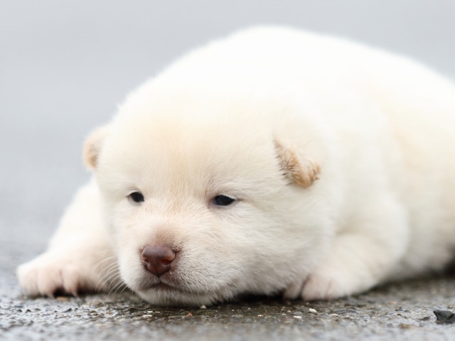 FP5A8359-puupy-shibainu FP5A8359-puupy-shibainu
