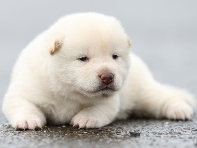 FP5A8365-puupy-shibainu FP5A8365-puupy-shibainu