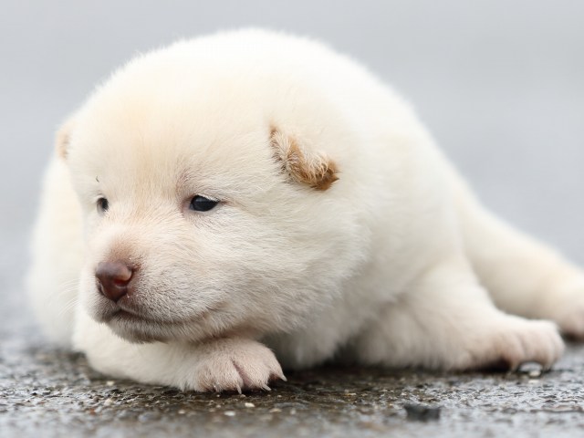 FP5A8375-puupy-shibainu FP5A8375-puupy-shibainu