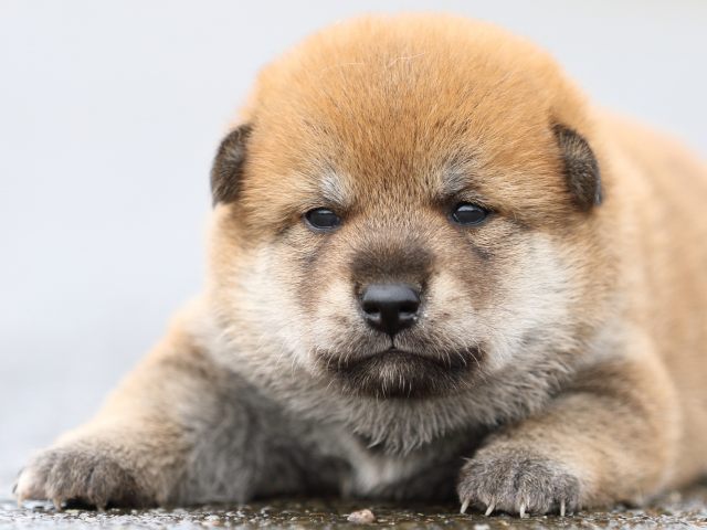 FP5A8401-puupy-shibainu FP5A8401-puupy-shibainu
