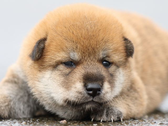 FP5A8407-puupy-shibainu FP5A8407-puupy-shibainu