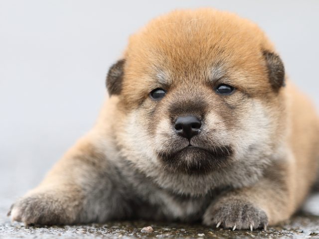 FP5A8412-puupy-shibainu FP5A8412-puupy-shibainu