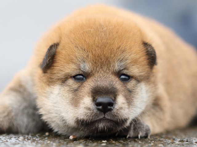 FP5A8423-puupy-shibainu FP5A8423-puupy-shibainu