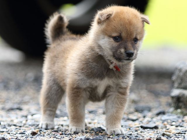 FP5A8455-puupy-shibainu FP5A8455-puupy-shibainu