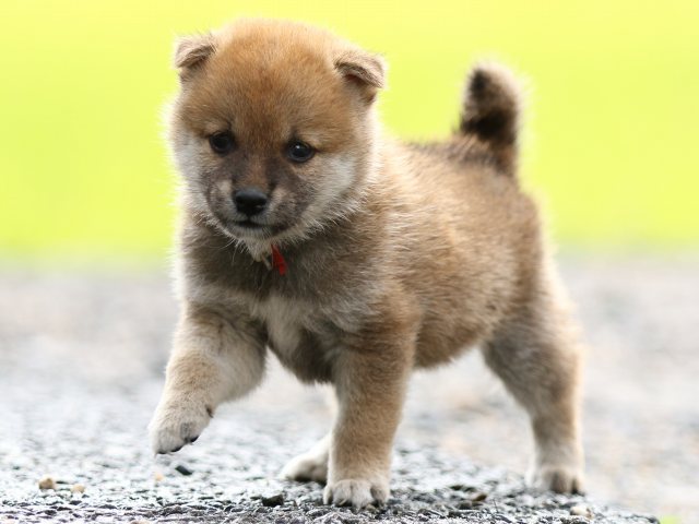 FP5A8478-puupy-shibainu FP5A8478-puupy-shibainu