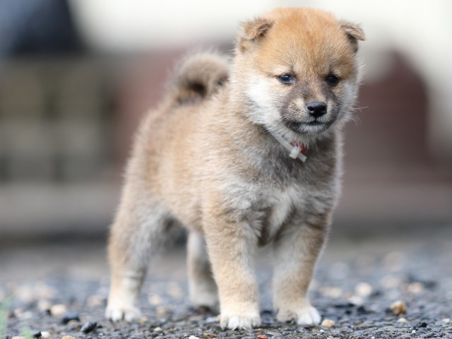FP5A8539-puupy-shibainu FP5A8539-puupy-shibainu