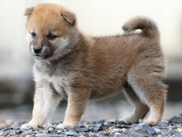 FP5A8553-puupy-shibainu FP5A8553-puupy-shibainu