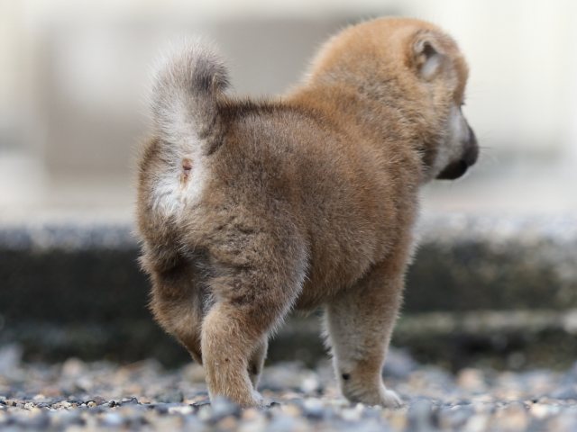 FP5A8564-puupy-shibainu FP5A8564-puupy-shibainu