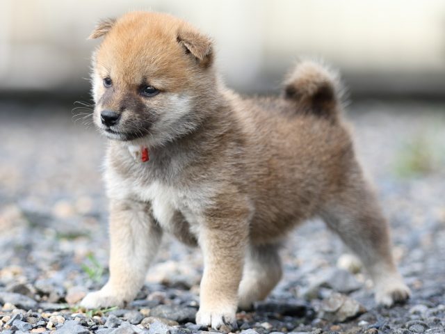 FP5A8597-puupy-shibainu FP5A8597-puupy-shibainu