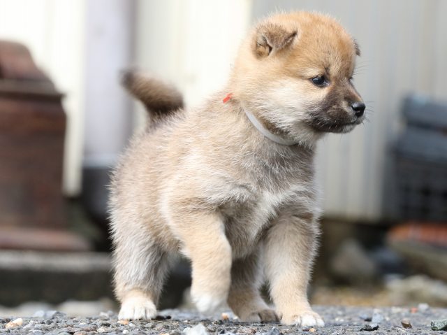 FP5A8633-puupy-shibainu FP5A8633-puupy-shibainu