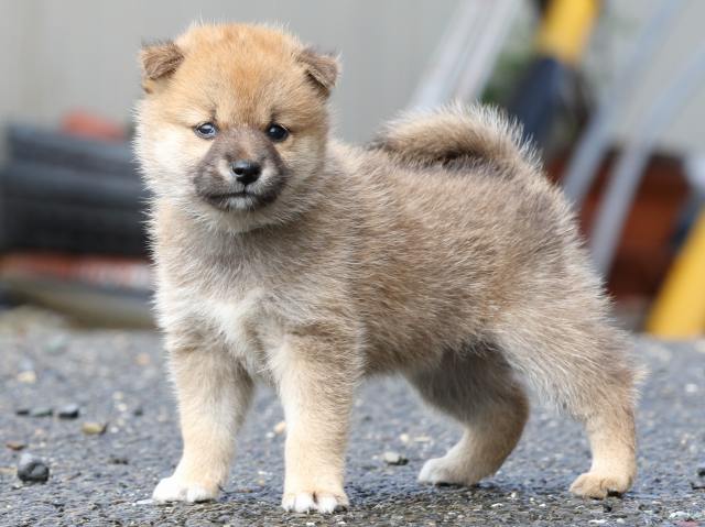 FP5A8676-puupy-shibainu FP5A8676-puupy-shibainu