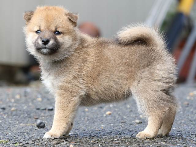 FP5A8694-puupy-shibainu FP5A8694-puupy-shibainu