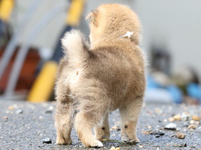 FP5A8706-puupy-shibainu FP5A8706-puupy-shibainu