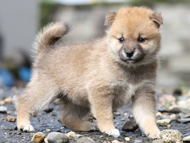 FP5A8710-puupy-shibainu FP5A8710-puupy-shibainu