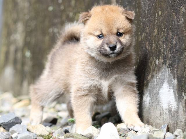FP5A8731-puupy-shibainu FP5A8731-puupy-shibainu