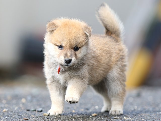 FP5A8822-puupy-shibainu FP5A8822-puupy-shibainu