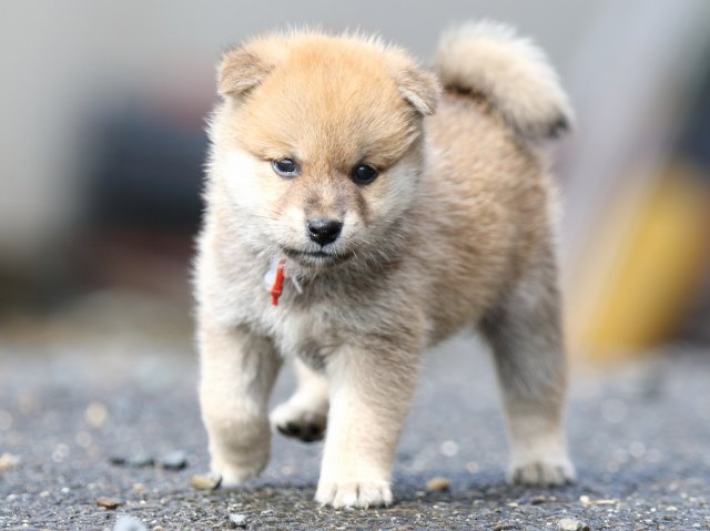 FP5A8823-puupy-shibainu FP5A8823-puupy-shibainu